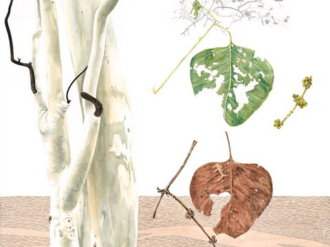 Artistic Endeavour - Darwin Holiday 0