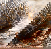 Aussie Wildlife Course - July/August/September - Darwin Holiday
