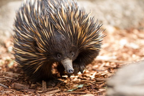 Aussie Wildlife Course - July/August/September - Darwin Holiday 0