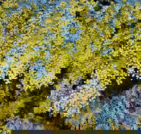 Australian Wattle Day  the Old Bus Depot Markets - Darwin Holiday