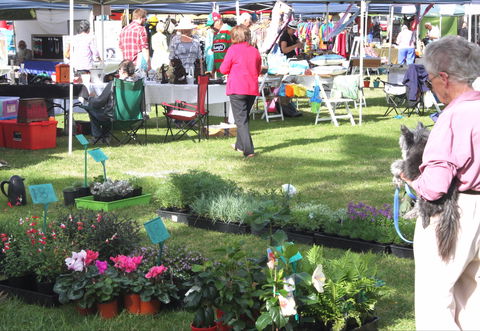 Batemans Bay Sunday Market - Darwin Holiday 2