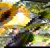 Blackville Arts and Market Day - Darwin Holiday