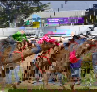 Camel Races at Gosford Showgrounds - Darwin Holiday