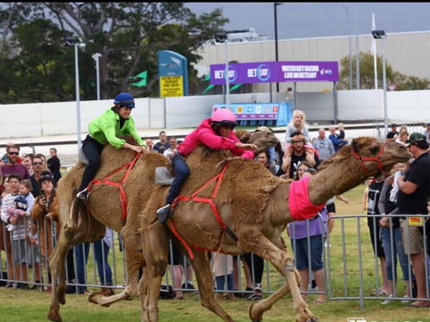 Camel Races At Gosford Showgrounds - Darwin Holiday 0