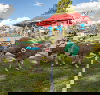 Caragabal Sheep Races