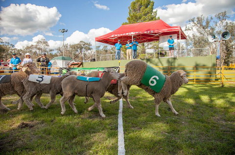 Caragabal Sheep Races - Darwin Holiday 0