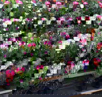 Culburra Beach Monthly Markets