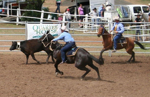 Dalgety Team Penning - Darwin Holiday 0