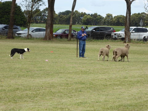Dean Sheepdog Trials - Old Sniff Classic - Darwin Holiday 0
