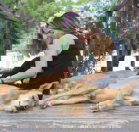 Dingo Den Discovery Experience - Darwin Holiday