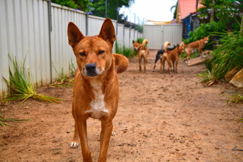 Dingo Den Discovery Experience - Darwin Holiday 2