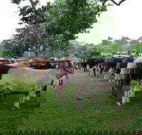 Dorrigo Agricultural Show - Darwin Holiday