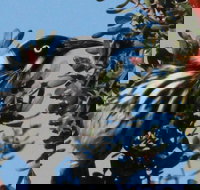 Esperance Wildflower Festival - Darwin Holiday