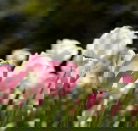 Floriade Reimagined - Darwin Holiday