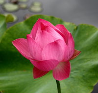 Free Meditation in Sydney - Darwin Holiday