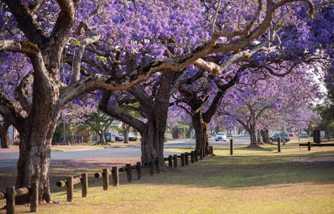 Grafton Jacaranda Festival - Darwin Holiday 2