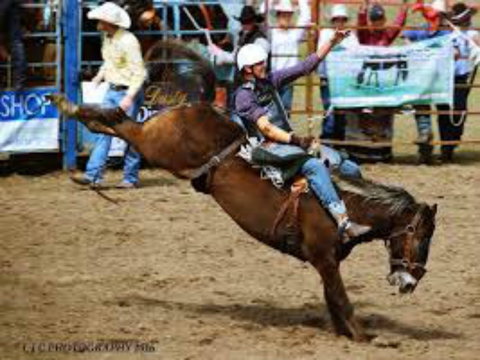 Gresford  Campdraft And Rodeo - Darwin Holiday 2