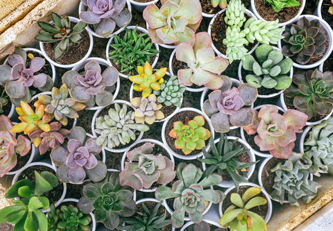 Indoor Plant Pop Up Event - Darwin Holiday 0