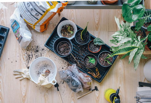 Indoor Plant Pop Up Event - Darwin Holiday 1