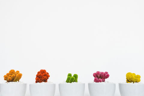 Indoor Plant Pop Up Event - Darwin Holiday 2