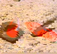 Let's Dance Carinda David Bowie Tribute Festival - Darwin Holiday