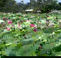 Lotus Flower Season - Darwin Holiday