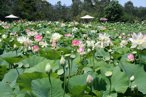 Lotus Flower Season - Darwin Holiday 0