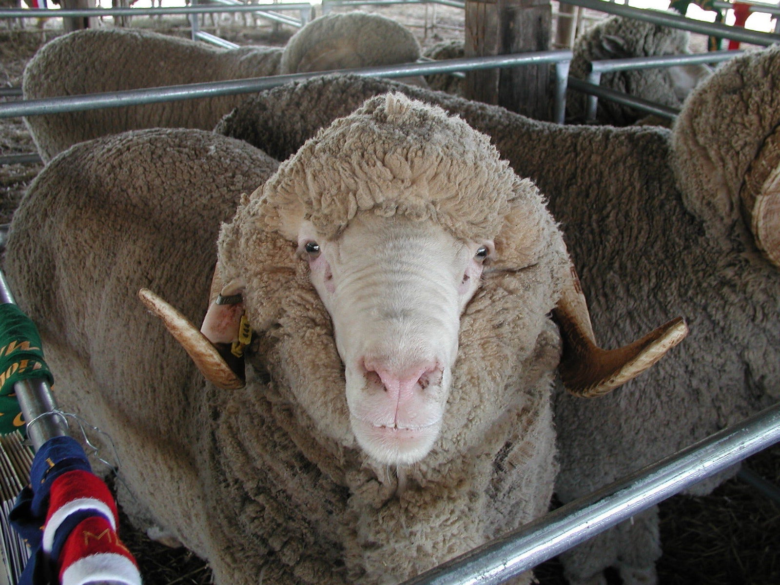 Mollyan ACT Darwin Holiday