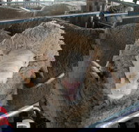 Mendooran Show - Darwin Holiday