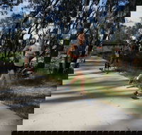 Ned Kelly Chase - Darwin Holiday