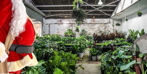 Newcastle - Huge Indoor Plant Warehouse Sale - Christmas Bonanza - Darwin Holiday 0