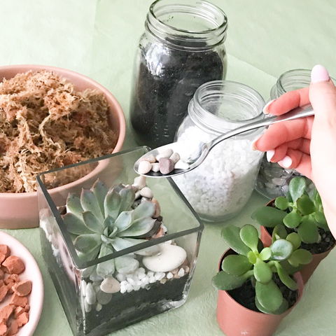 Online Live Streaming Class: Make Your Own Terrarium - Darwin Holiday 0