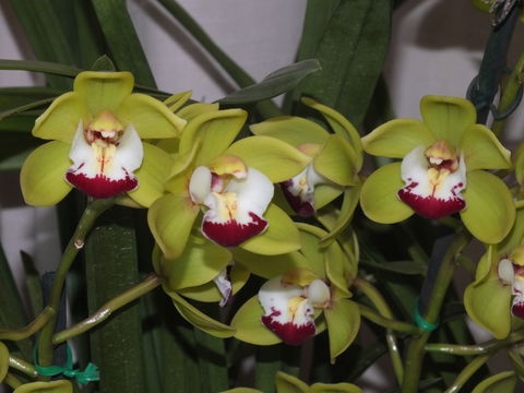 Orchids Out West - Darwin Holiday 1