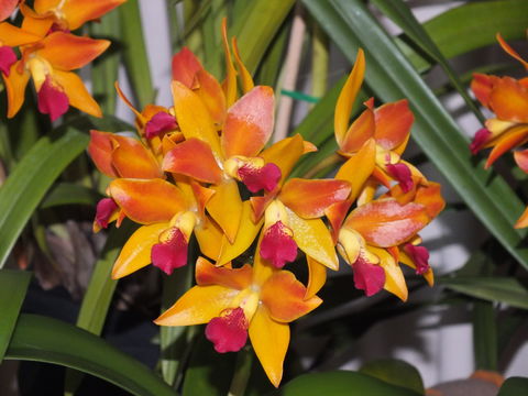Orchids Out West - Darwin Holiday 2