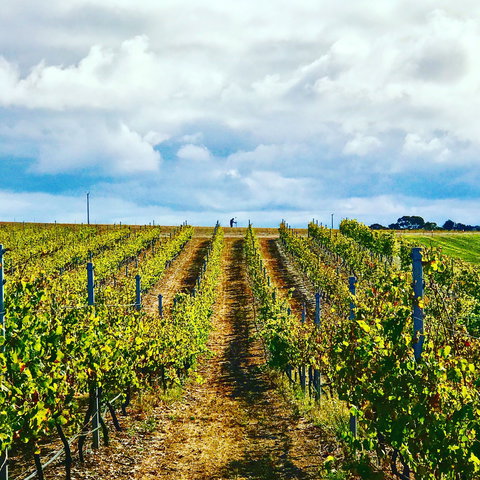 Peter Teakle Wines - Darwin Holiday 1