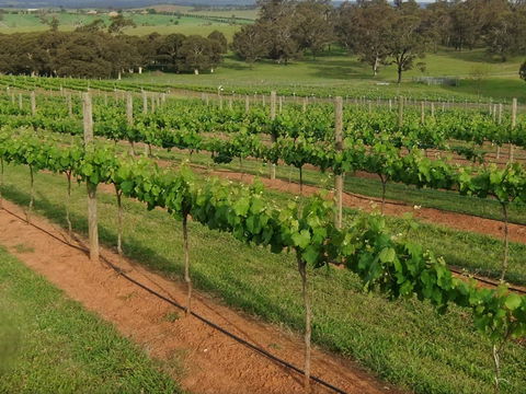 Razorback Ridge Wines Open Weekends - Darwin Holiday 0