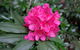 Rhododendrons At Brangayne - thumb 0