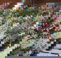 Sapphire Coast Orchid Club Spring Orchid Show - Darwin Holiday