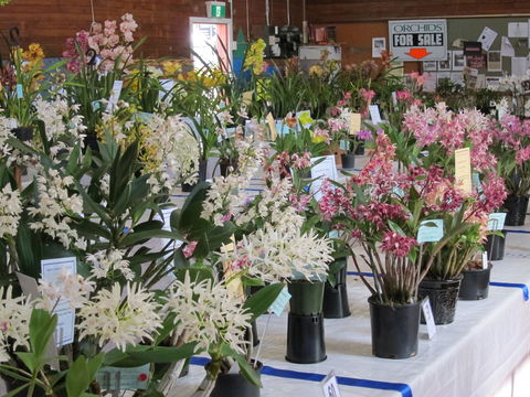 Sapphire Coast Orchid Club Spring Orchid Show - Darwin Holiday 0
