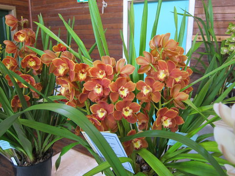 Sapphire Coast Orchid Club Spring Orchid Show - Darwin Holiday 2