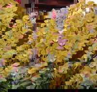 Sapphire Coast Orchid Club Winter Orchid Show - Darwin Holiday