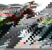 Stadium Stomp Adelaide Oval - Postponed - Darwin Holiday