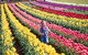 Tesselaar Tulip Festival - thumb 0
