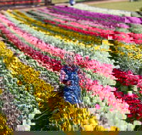 Tesselaar Tulip Festival - Darwin Holiday