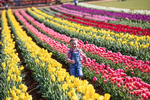 Tesselaar Tulip Festival - Darwin Holiday 0