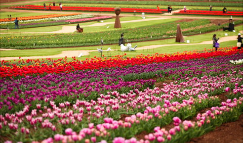 Tesselaar Tulip Festival - Darwin Holiday 1