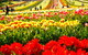 Tesselaar Tulip Festival - thumb 2