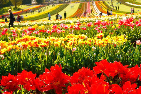 Tesselaar Tulip Festival - Darwin Holiday 2