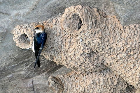 2020 Katherine Bird Festival - Darwin Holiday 0