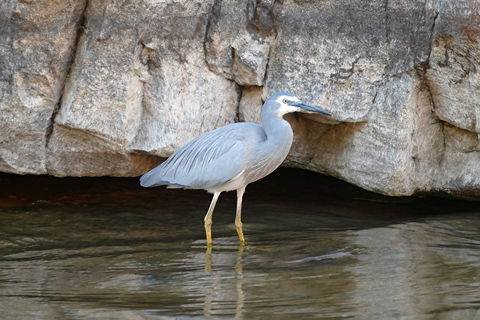 2020 Katherine Bird Festival - Darwin Holiday 1